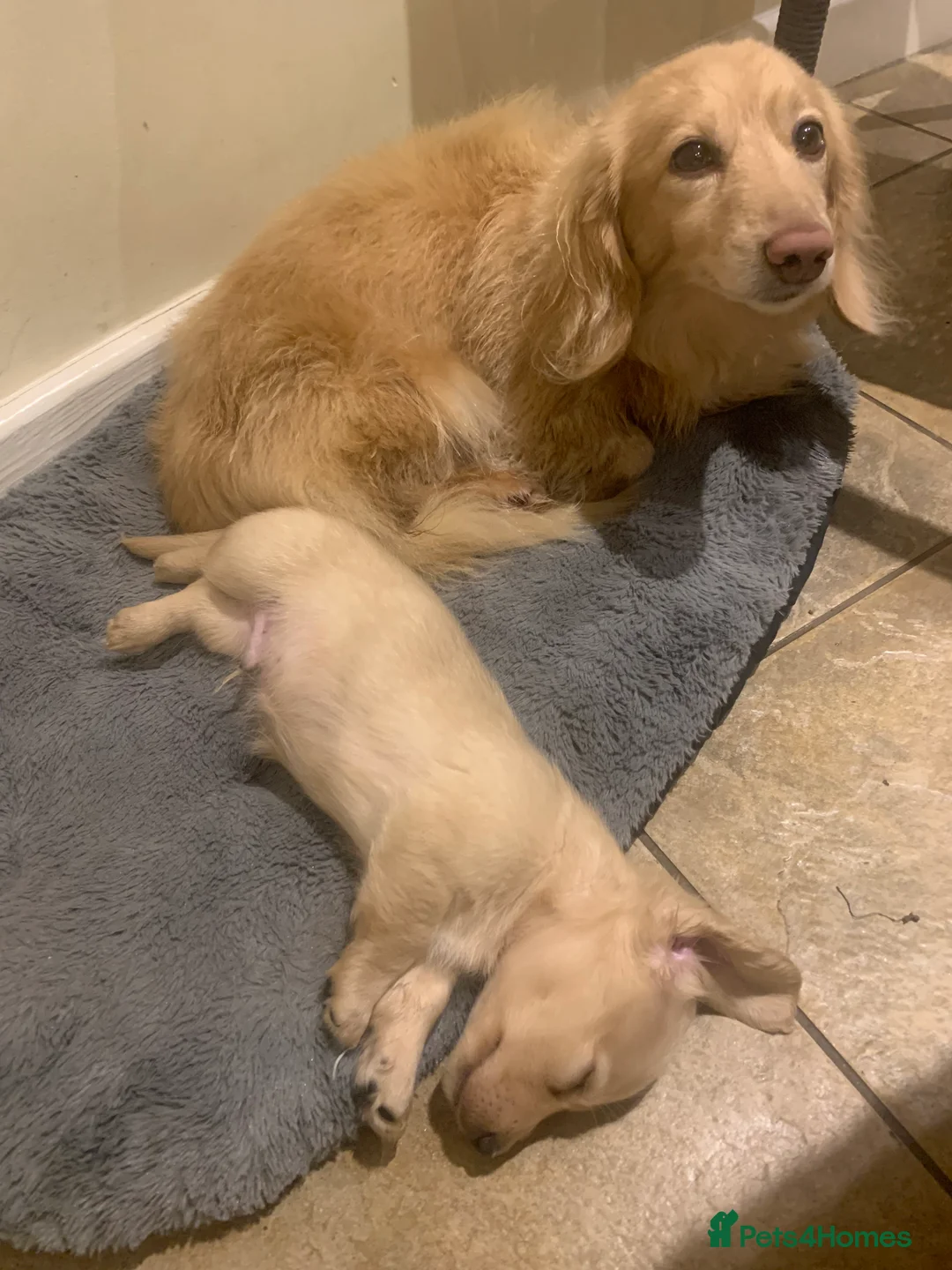 Miniature Dachshund dogs for sale: Little sausages with big characters  - Advert 11