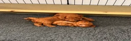 Cavapoochon dogs for sale: 3 Cavapoochon boys in Carmarthen - Advert 7