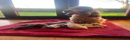 Cocker Spaniel dogs for sale: ⭐️KC Registered Show Cocker Spaniels ⭐️ in Carmarthen - Advert 21