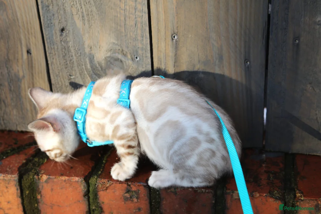 Bengal cats for stud: BLUE + SNOW CARRIER Silver Korea Import Clouded in Gateshead - Advert 16