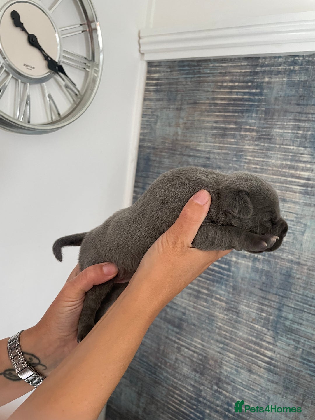Staffordshire Bull Terrier dogs for sale: Blue Staffordshire bull terrier kc registered ❗️ - Image 5