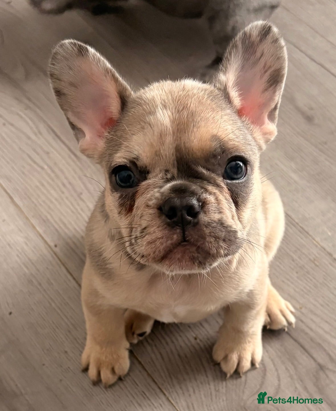 French Bulldog dogs French Bulldog Puppies - Advert 17