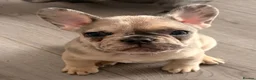 French Bulldog dogs for sale: French Bulldog Puppies - Advert 1