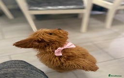 Miniature Poodle dogs for sale: 🐶 Toy/Miniature Poodle Puppies! 🐾 - Image 6
