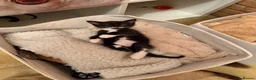 Ragdoll cats for sale: ragdoll cross  - Advert 2