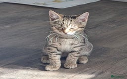Mixed Breed cats for sale: Beautiful chinchilla Persian cross kittens - Image 5