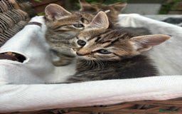 Bengal cats for sale: Beautiful farm reared bengals  - Image 28