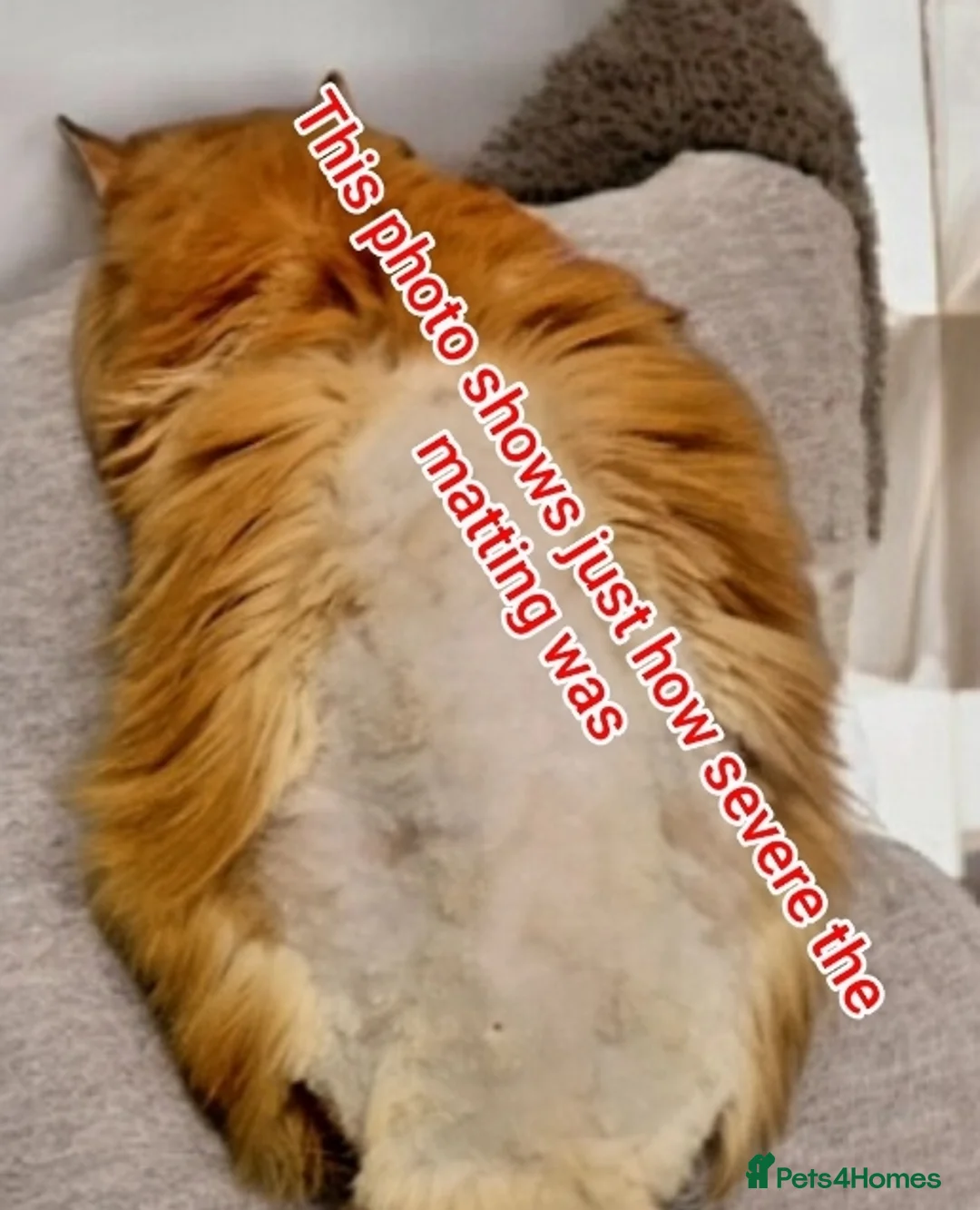 Mixed Breed cats for adoption: 🐾 Special Home Needed for Jake 🐾 - Advert 2