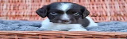 English Springer Spaniel dogs for sale: 1 boy left. Heath Tested Springer Spaniel Pups - Advert 26