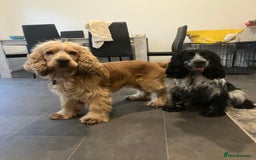 Cocker Spaniel dogs for stud: Albert the stud  - Image 7