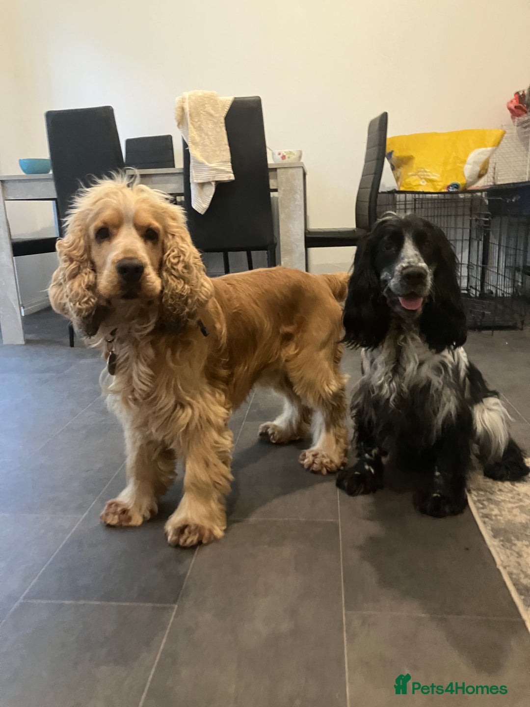 Cocker Spaniel dogs for stud: Albert the stud  - Image 7