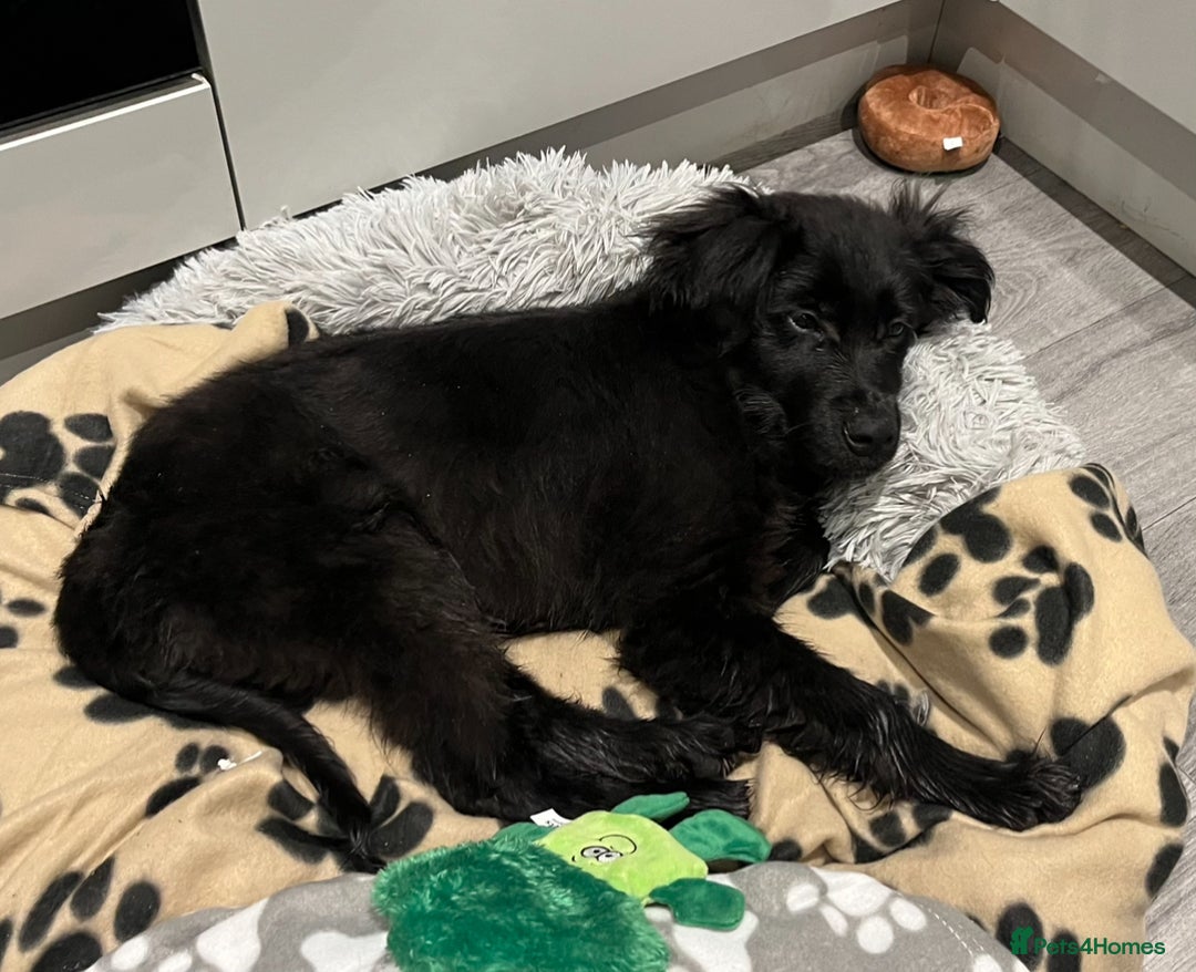 Labrador Retriever dogs for sale: Flat coat retriever 4 months - Advert 2