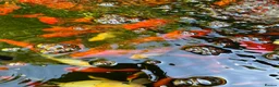Koi Carp fish for sale: Koi carps for sale  - Advert 4
