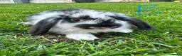 Mini Lop rabbits for sale: Mini Lop Rabbits For Sale  - Advert 6