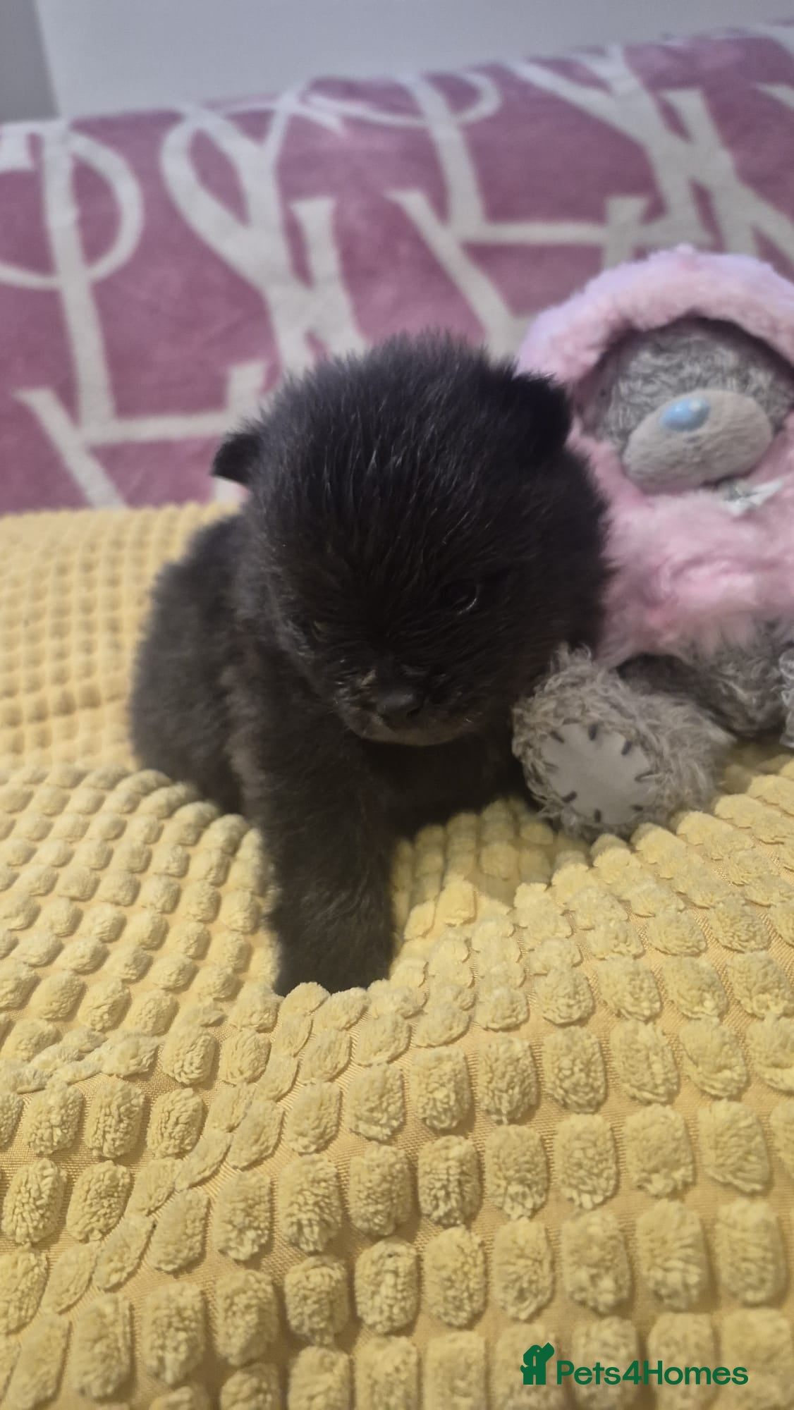 Pomeranian dogs for sale: Mini pomeranian puppies excel Russian bloodlines - Advert 26