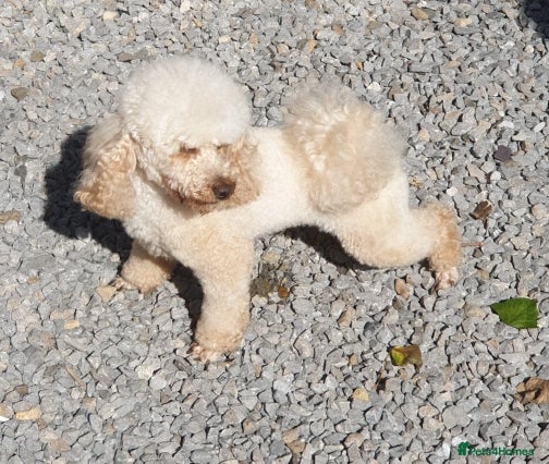 Toy Poodle dogs for stud: Apricot toy poodle - Advert 5