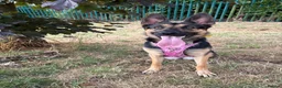 German Shepherd dogs for sale: 18 month old female GSD in Wakefield - Advert 2