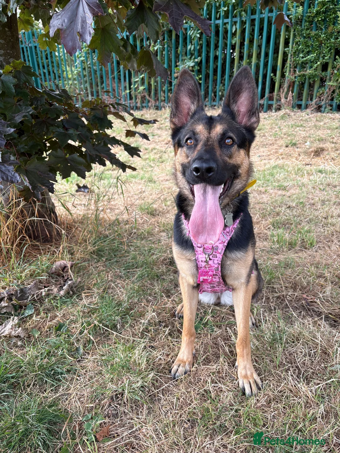 German Shepherd dogs for sale: 18 month old female GSD in Wakefield - Advert 2