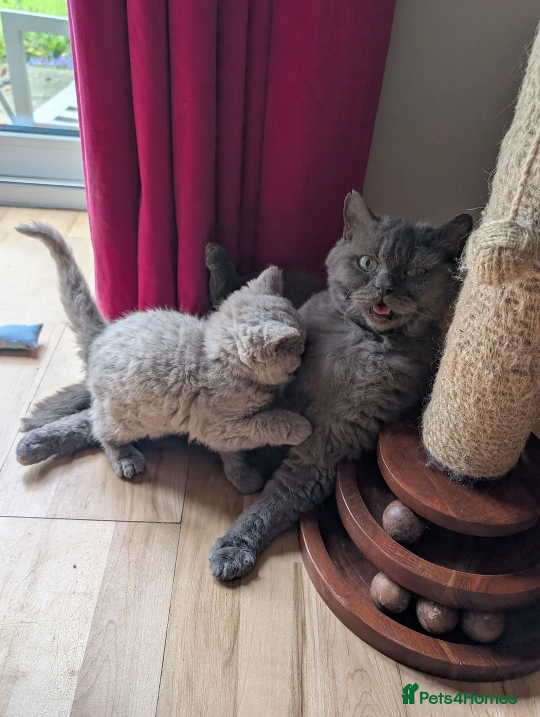 Selkirk Rex cats for sale: 😻 Beautiful Selkirk Rex Kittens 😻 - Advert 23