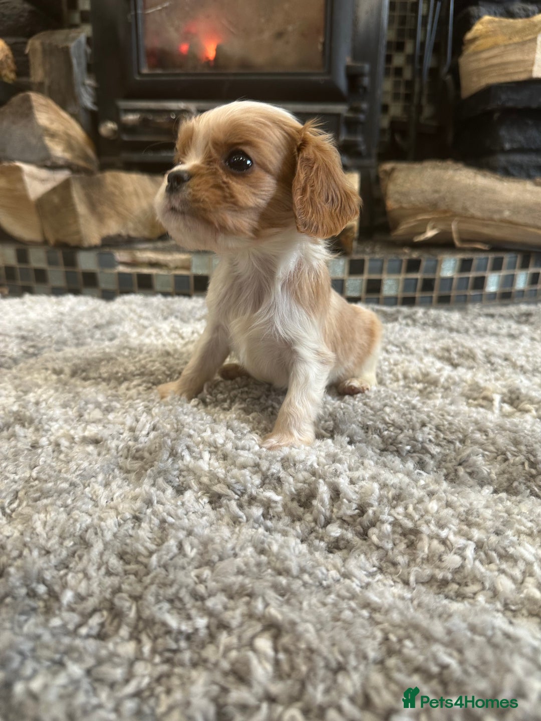 Cavalier King Charles Spaniel dogs for sale: ** DNA CLEAR 🧬 KC REGISTERED CAVALIER PUPPIES ** - Advert 9