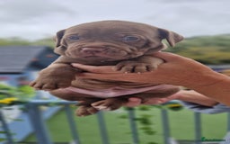 Mixed Breed dogs for sale: cane corso x mastiff pups for sale - Image 10