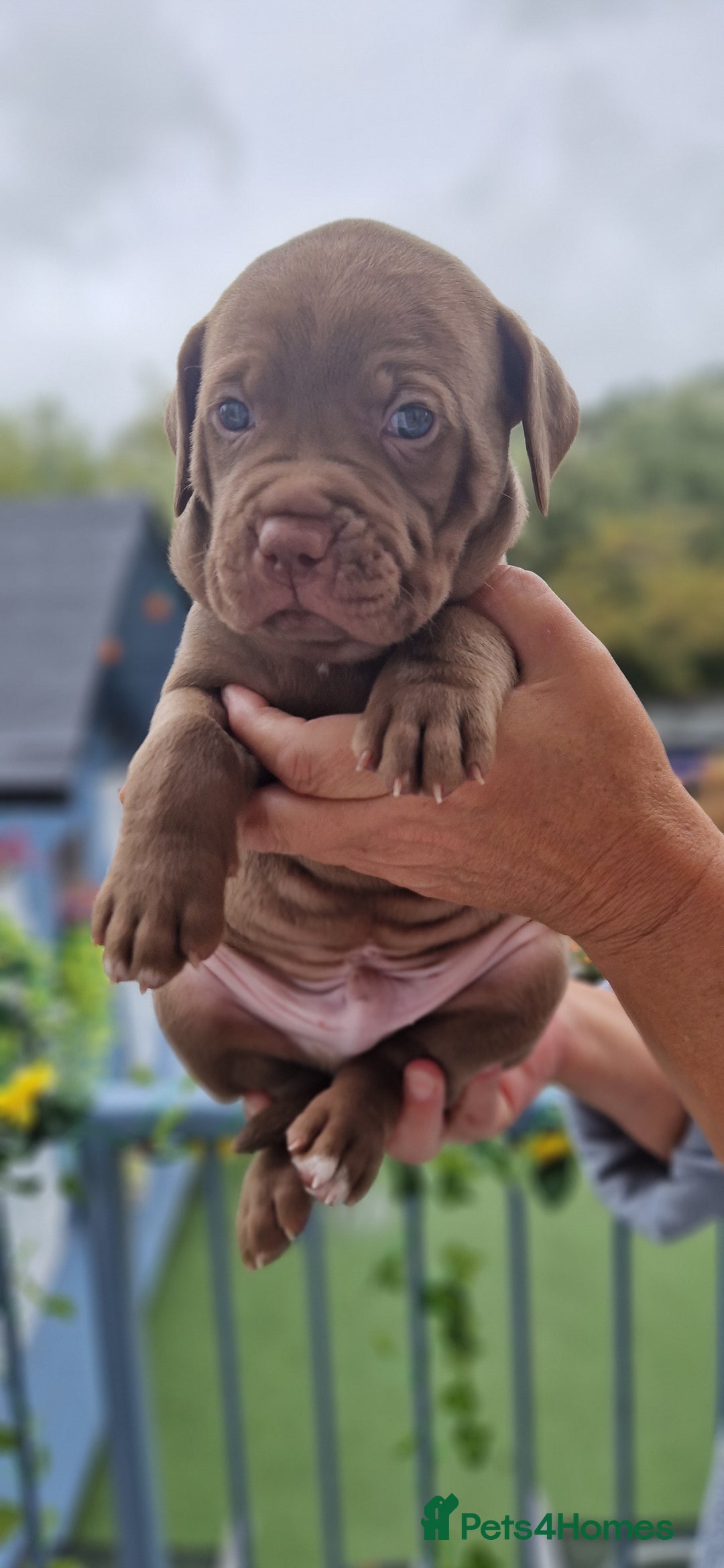 Mixed Breed dogs for sale: cane corso x mastiff pups for sale - Image 10