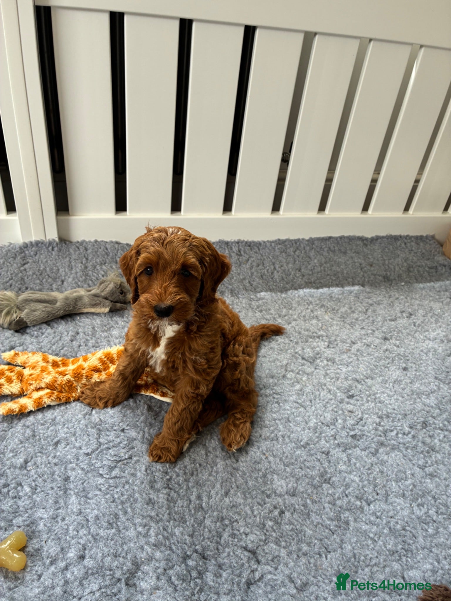 Australian Labradoodle dogs Australian Labradoodle - Advert 2