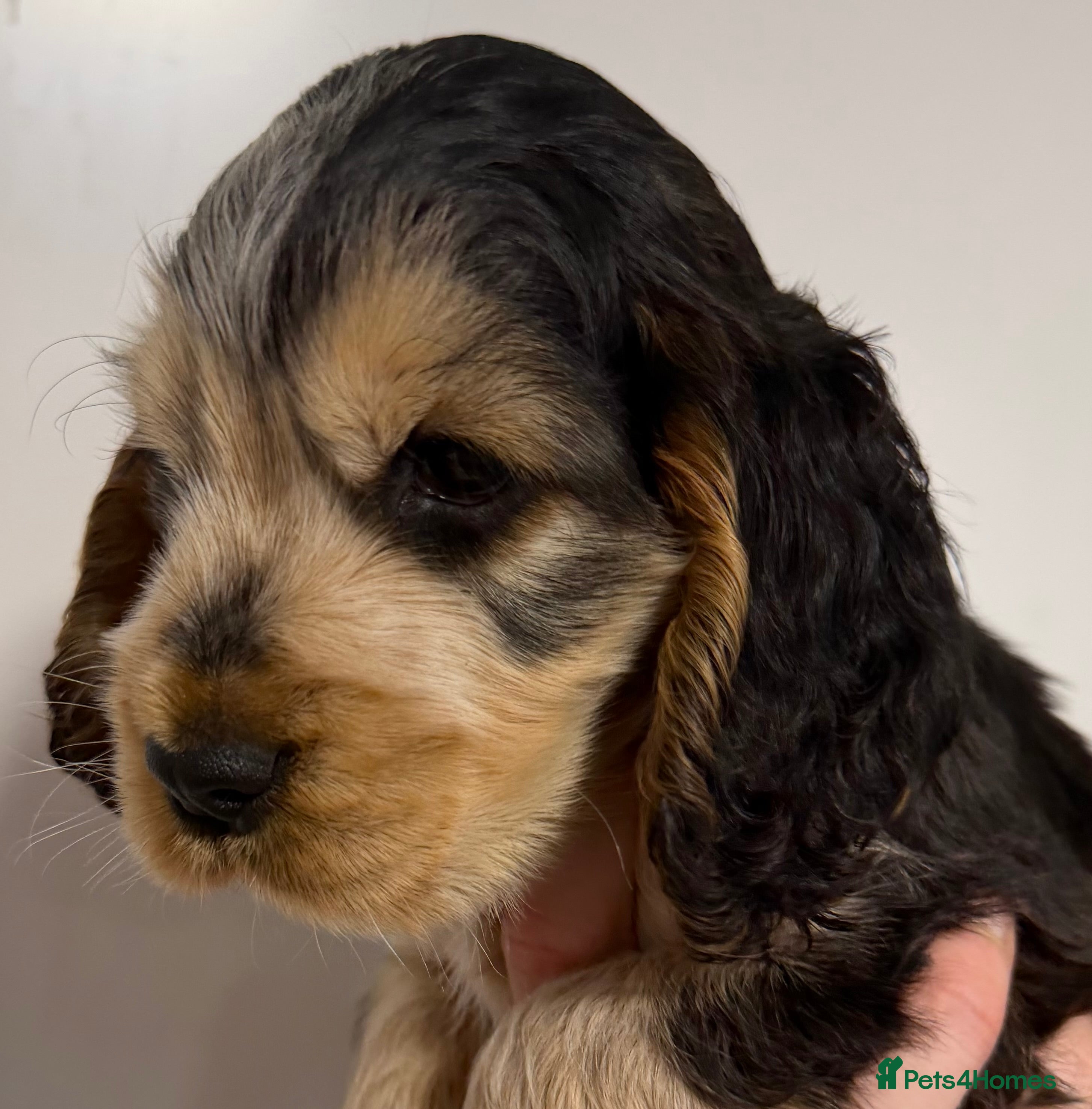 Cocker Spaniel dogs Champion Bloodlines KC Reg Show Cocker Spaniels - Advert 5