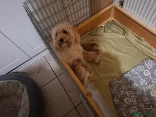 Cockapoo dogs Toy Cockapoo puppies for sale - Advert 6