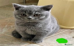 British Shorthair cats for sale: BRITISH SHORTHAIR KITTENS  - Image 4