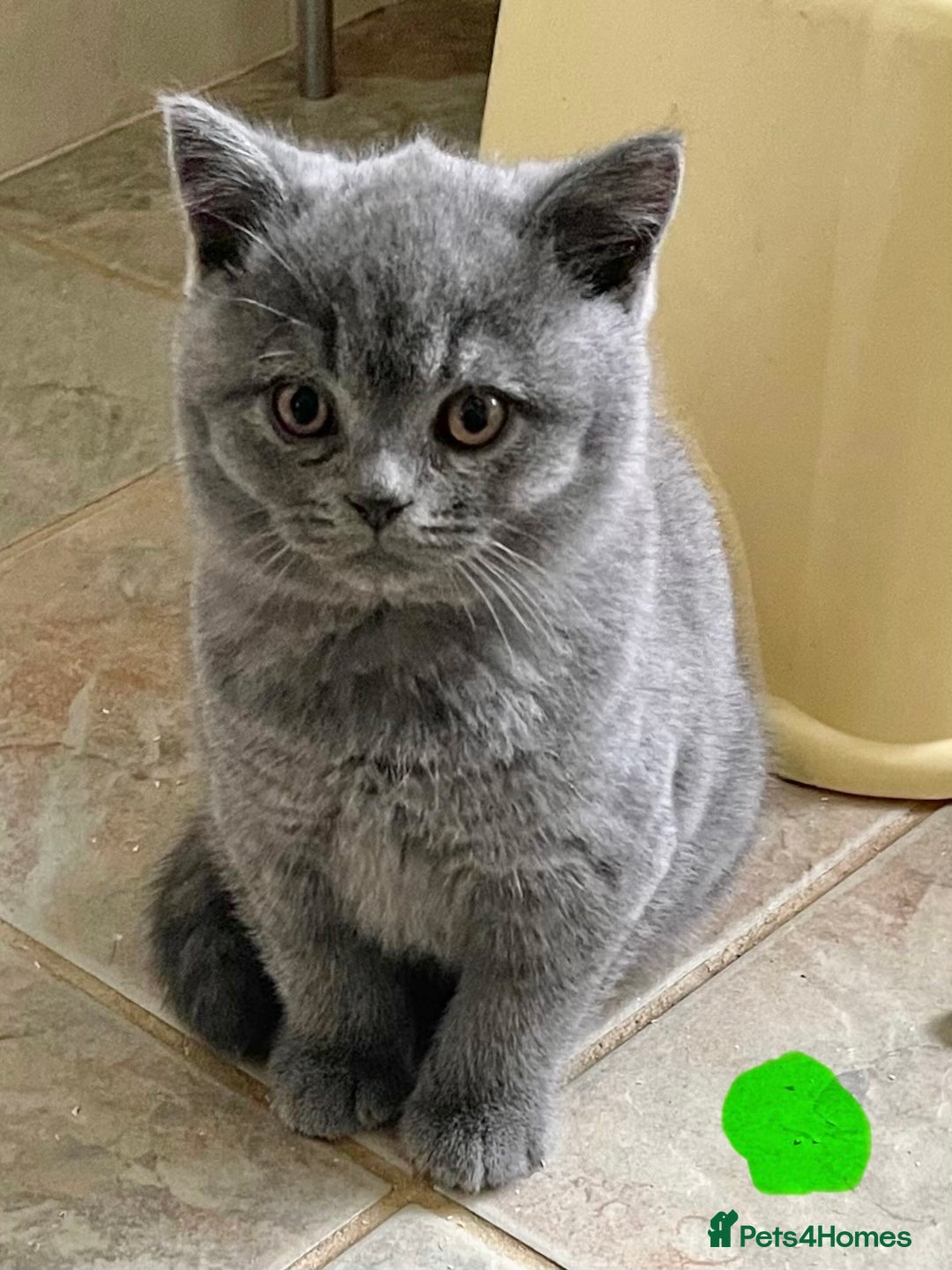 British Shorthair cats for sale: BRITISH SHORTHAIR KITTENS  - Image 4