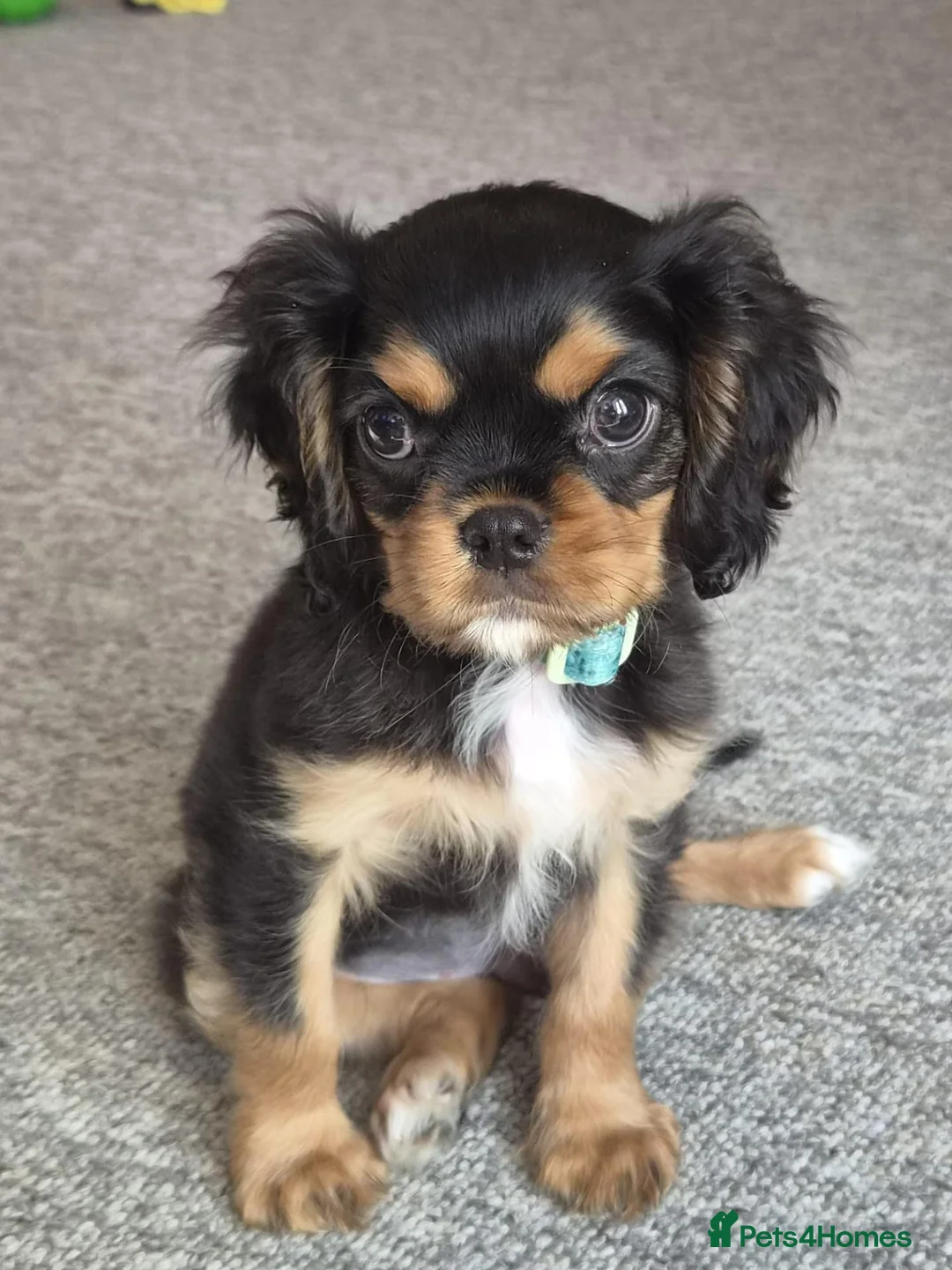 Cavalier King Charles Spaniel dogs for sale: KC Reg Cavalier King Charles Spaniel Male - Advert 10