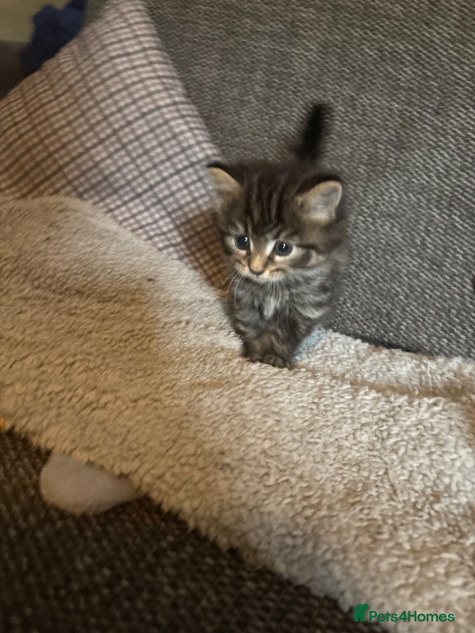 British Longhair cats for sale: Luna’s beautiful British longhair kittens 🐾🥰 in Bury Saint Edmunds - Advert 2