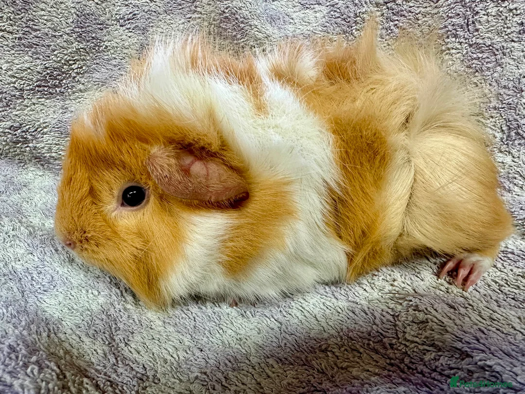 Guinea Pig rodents for sale: Beautiful Guinea Pigs Available - Advert 11