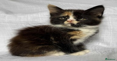 Mixed Breed cats - Advert 7