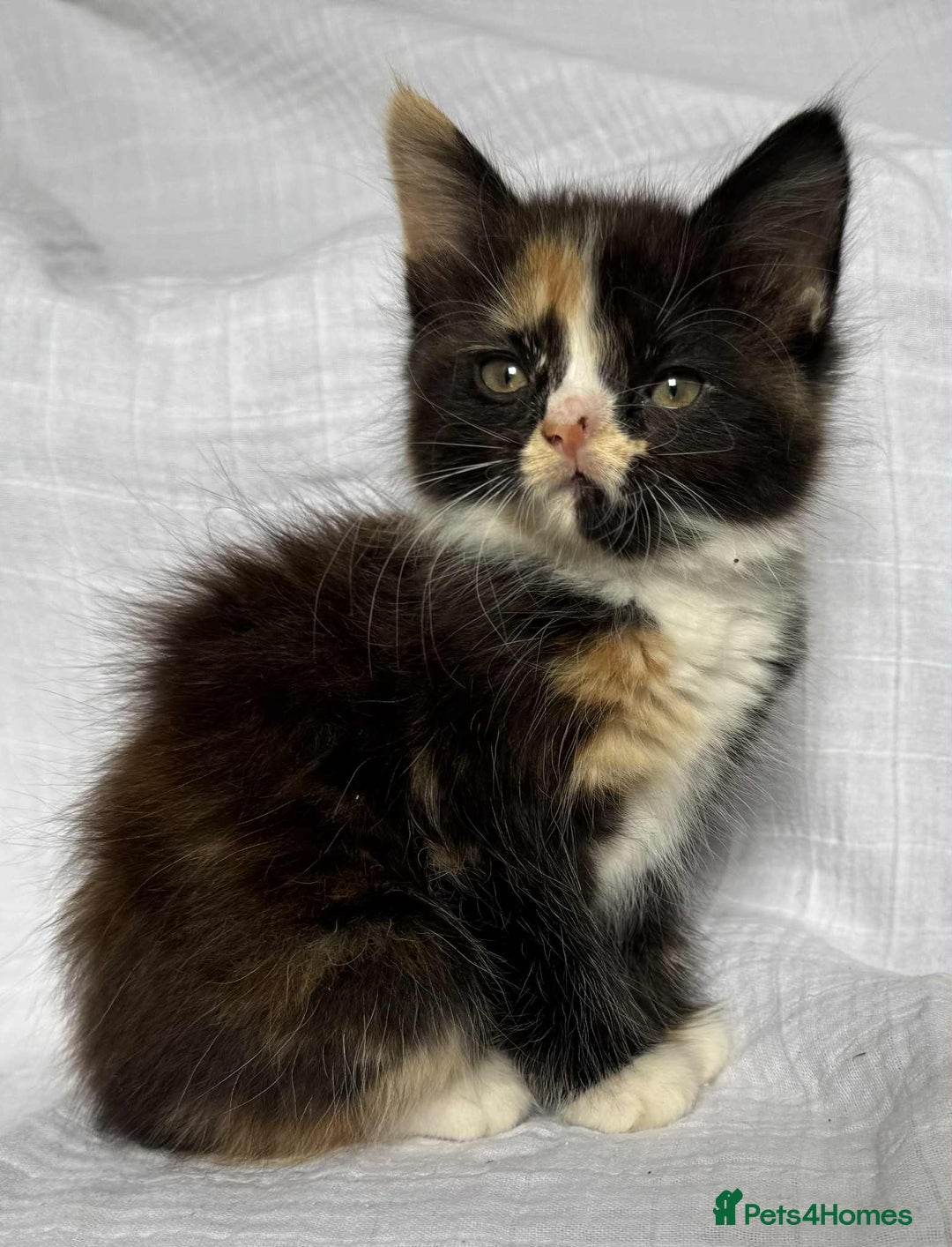 Mixed Breed cats for sale: Last black female left Turkish angora cross kitten - Image 4