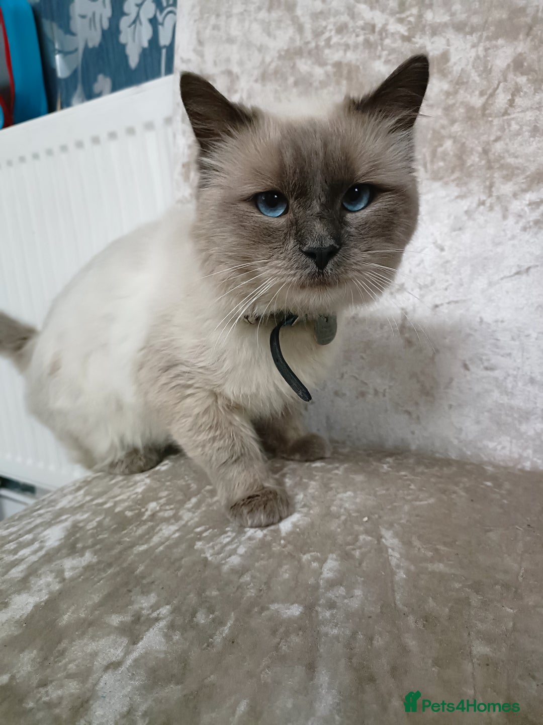 Ragdoll cats for sale: Blue point ragdoll 🩵 - Image 7