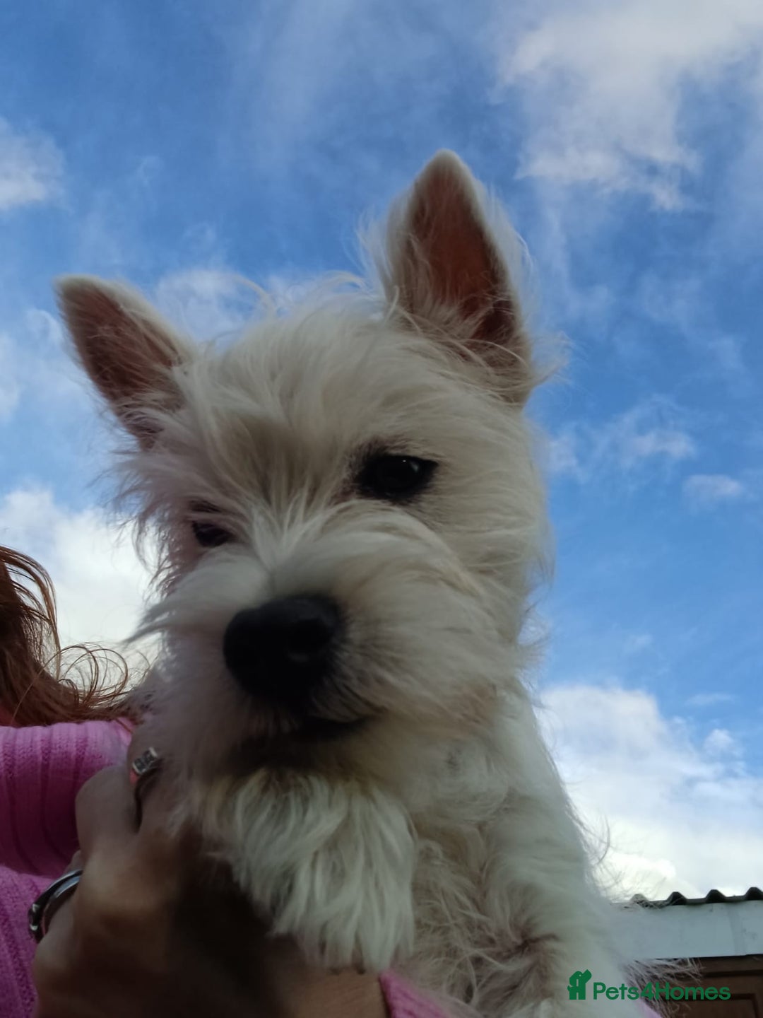 West Highland Terrier dogs for sale: Top quality import champion bred westie - Image 18