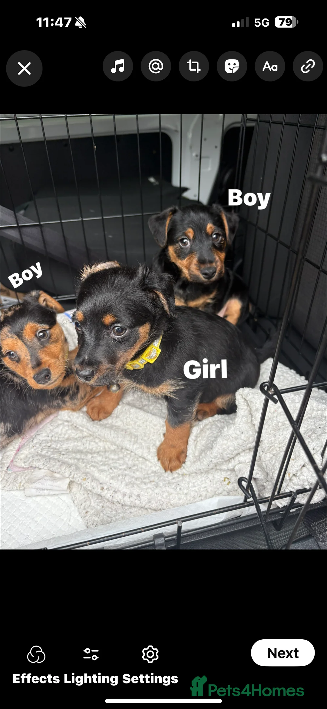 Mixed Breed dogs for sale: Sausage jacks  in Wigan - Advert 2