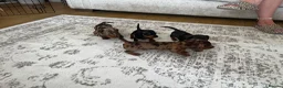 Miniature Dachshund dogs for sale: Miniature smooth haired Dachshund  in Tredegar - Advert 13