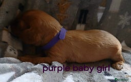 Cavalier King Charles Spaniel dogs for sale: DNA TESTED CAVALIER KING CHARLES  - Image 10