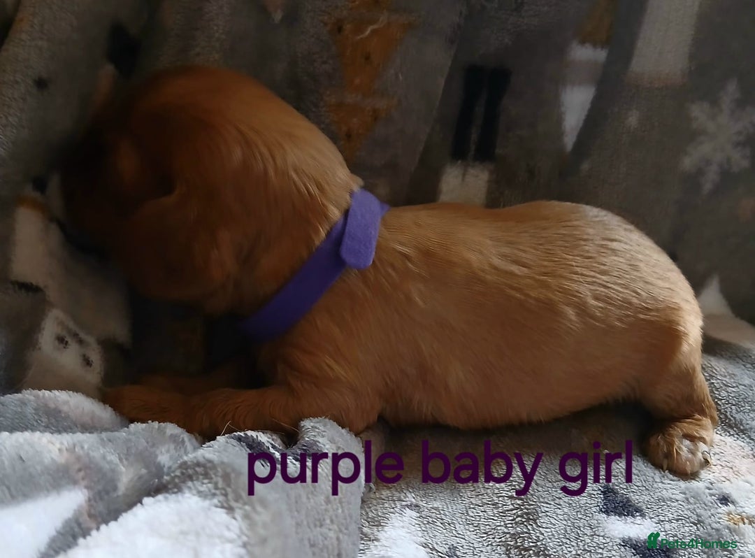 Cavalier King Charles Spaniel dogs for sale: DNA TESTED CAVALIER KING CHARLES  - Image 10
