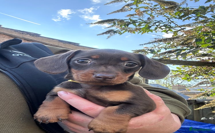 Miniature Dachshund dogs - Advert 7