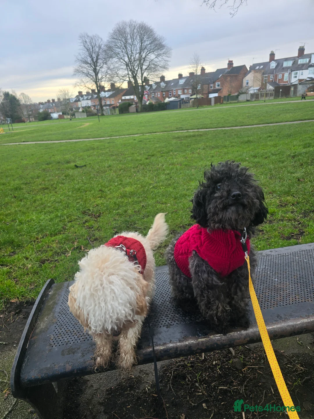 Toy Poodle dogs for sale: Female toy poodle for sale  - Advert 1