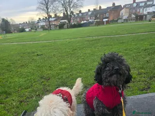 Toy Poodle dogs Female toy poodle for sale - Advert 2