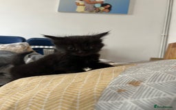 Mixed Breed cats for sale: Adorable 5-Week-Old Kittens Ready for Loving Home  - Image 18