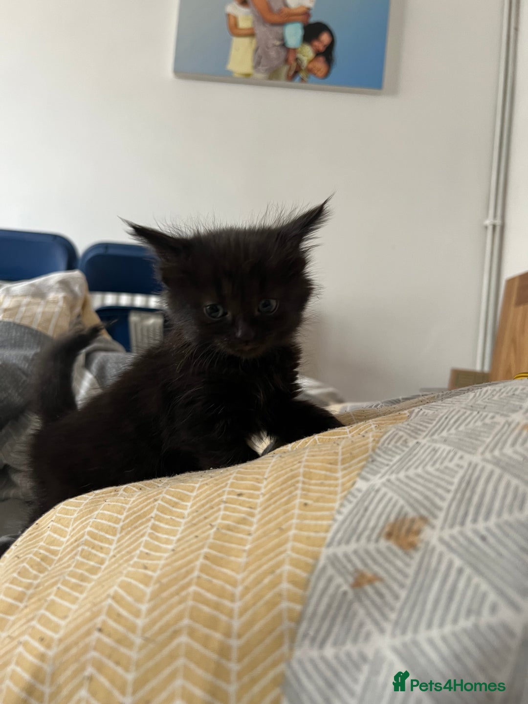 Mixed Breed cats for sale: Adorable 5-Week-Old Kittens Ready for Loving Home  - Image 18