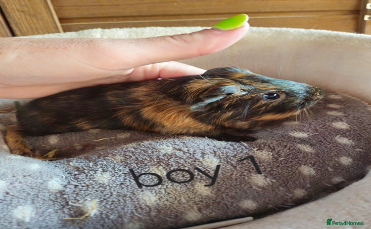 Guinea Pig rodents - Advert 19
