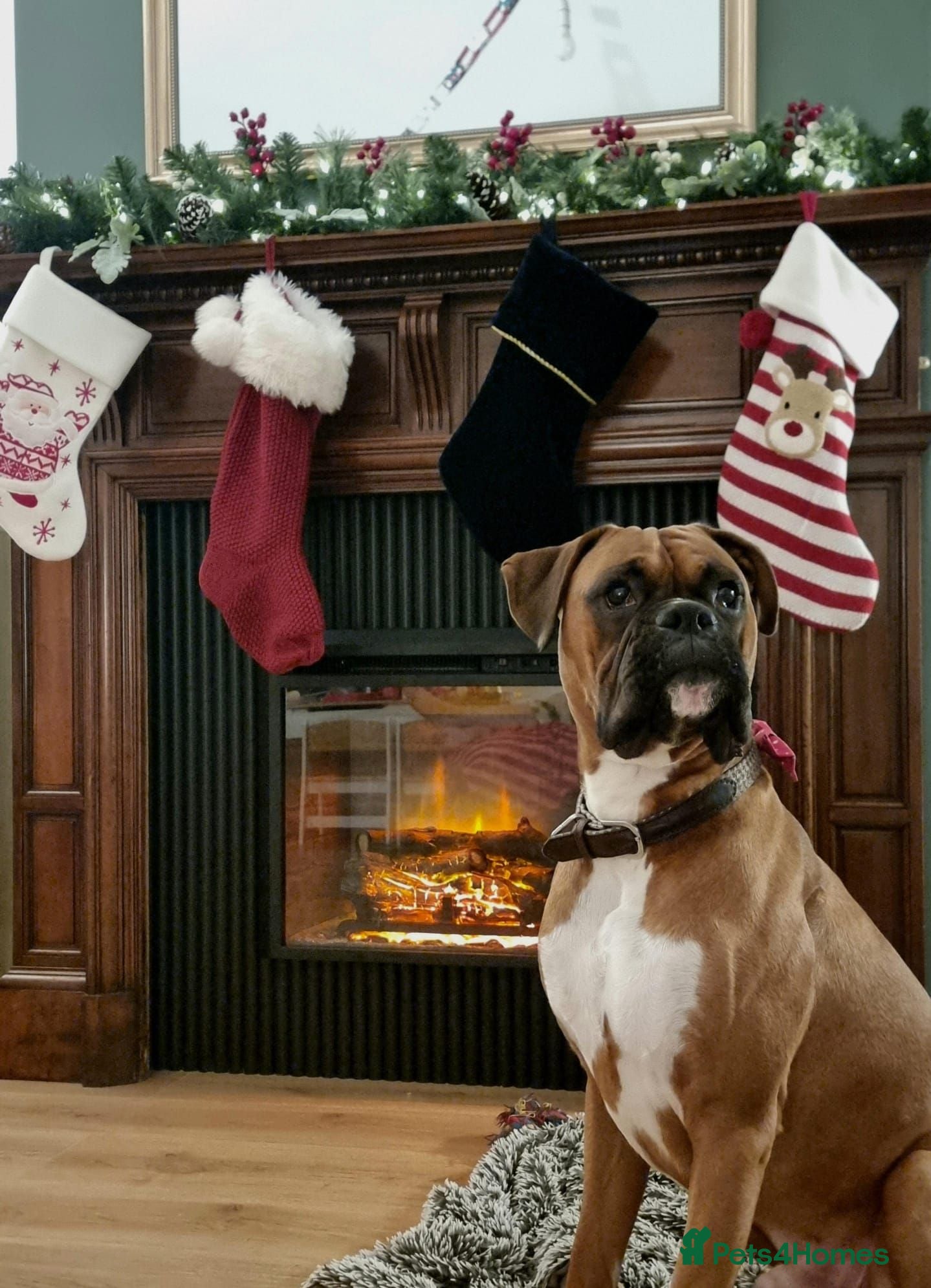 Boxer dogs Proven KC Red with Black Mask Boxer Hrt Sc 0 - Advert 3