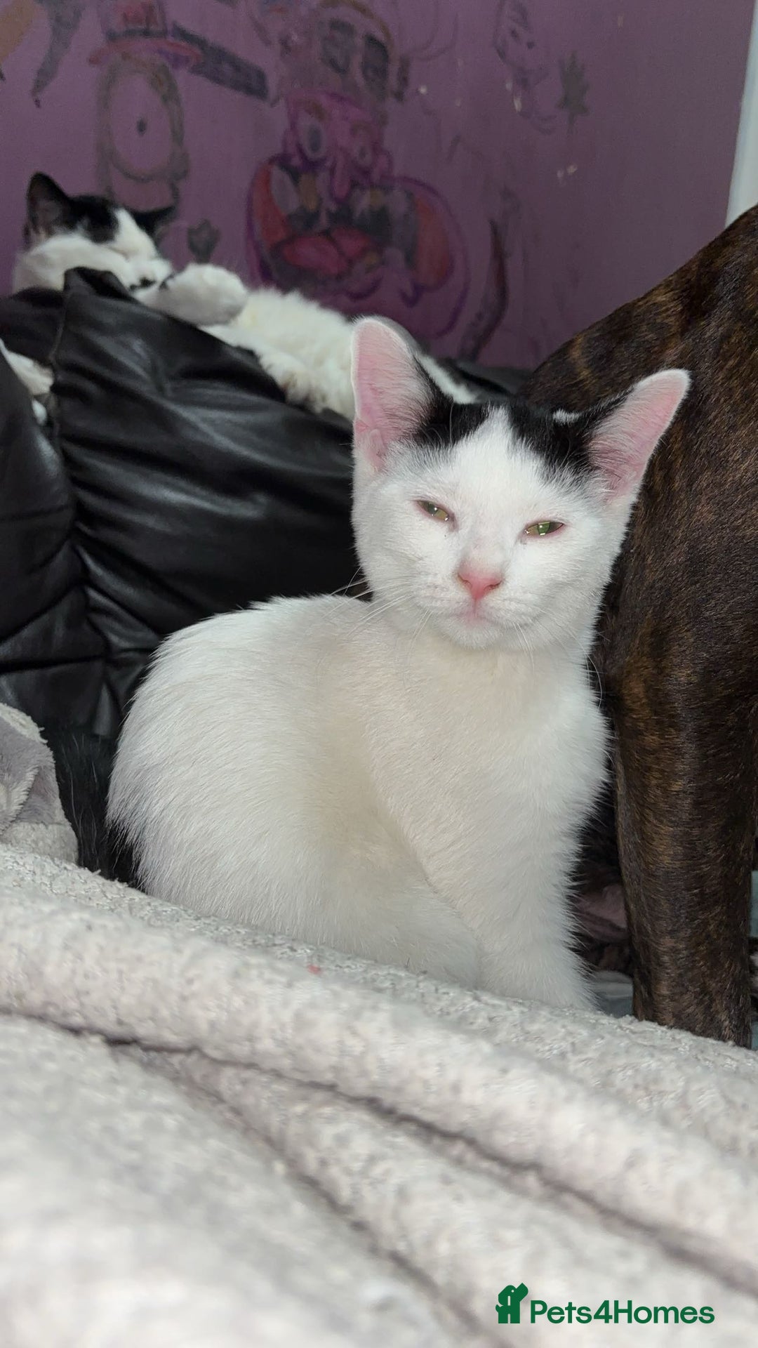 American Shorthair cats for sale: 3 black and white cats - Advert 6